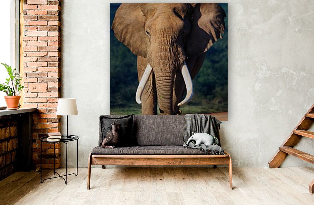 Elephant approaching Reproduction