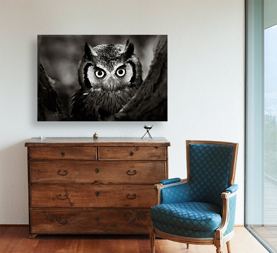 Whitefaced Owl close-up Reproduction