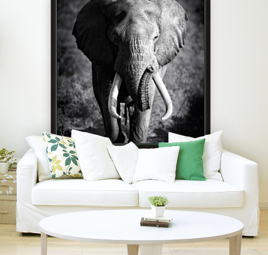 Elephant Bull Reproduction