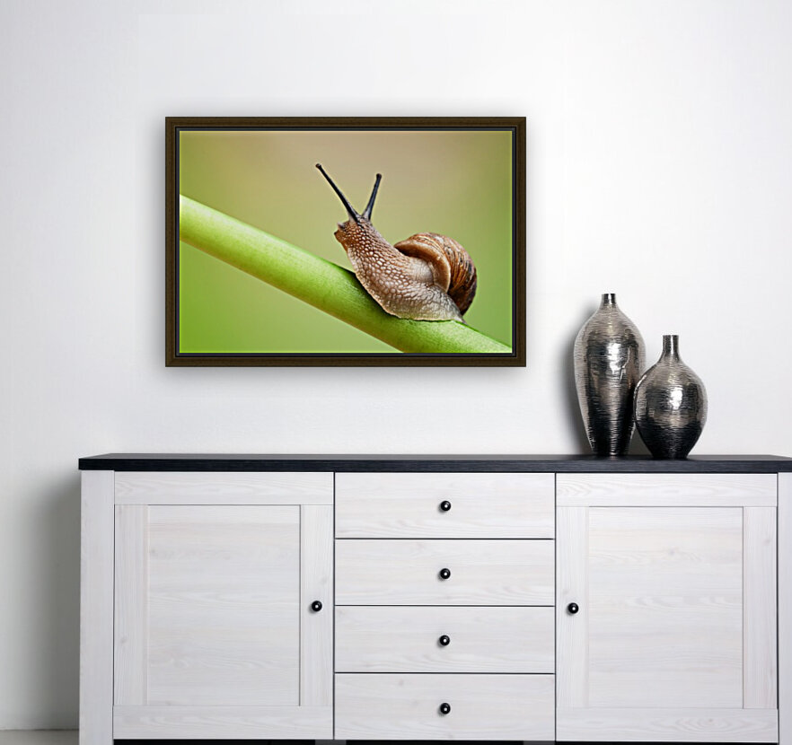 Snail on green stem Reproduction