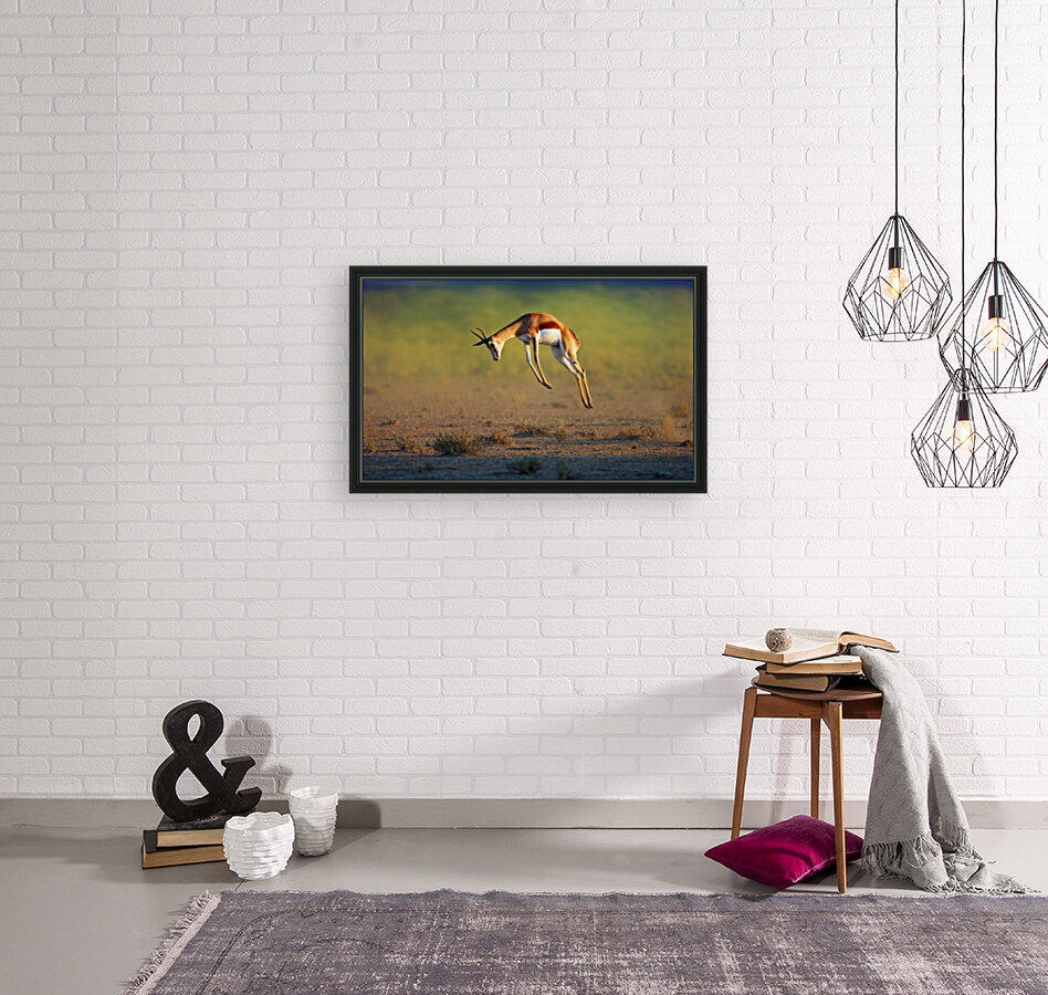 Running Springbok jumping high Reproduction