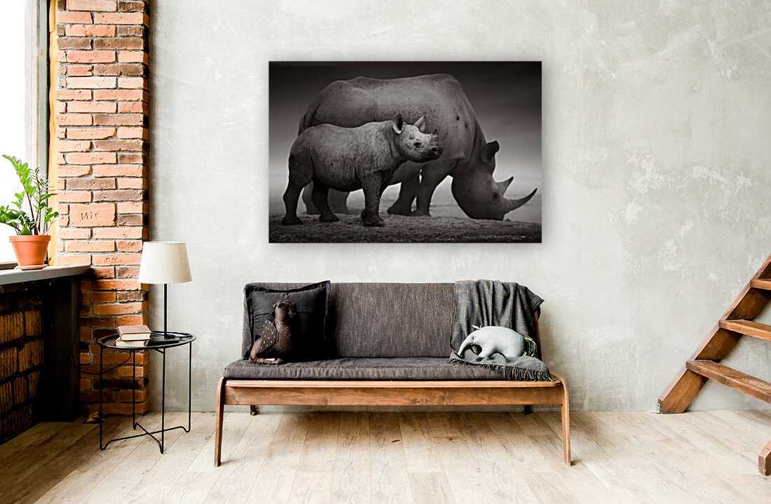 Black Rhinoceros calf Reproduction