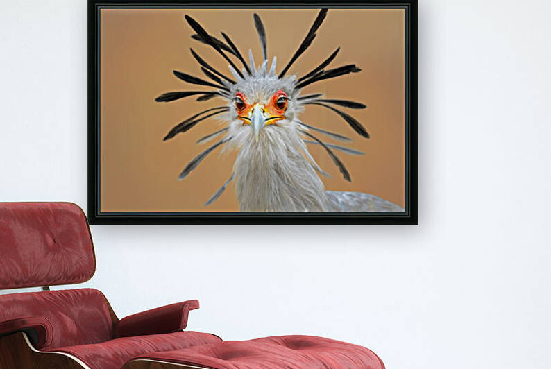 Secretary bird portrait close-up head shot by Johan Swanepoel