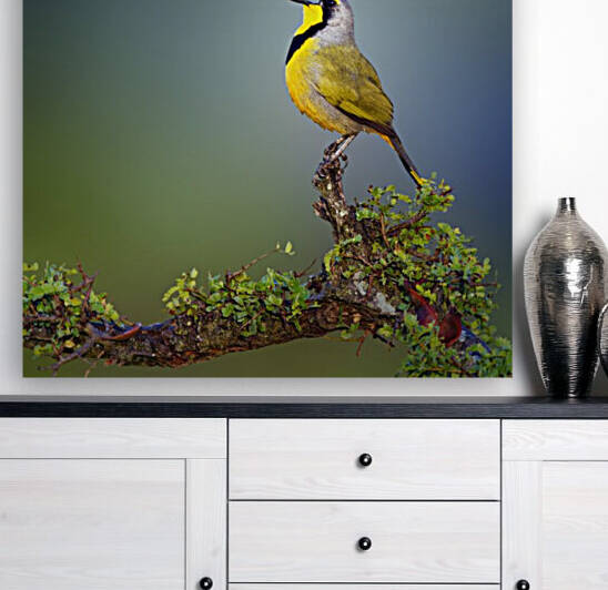 Bokmakierie bird - Telophorus zeylonus by Johan Swanepoel