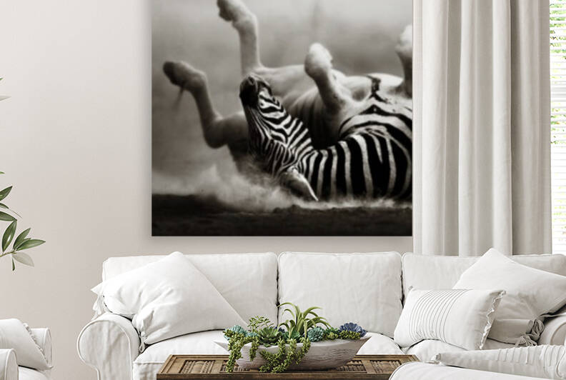 Zebra rolling in the dust by Johan Swanepoel