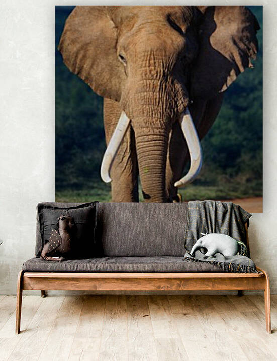 Elephant approaching by Johan Swanepoel
