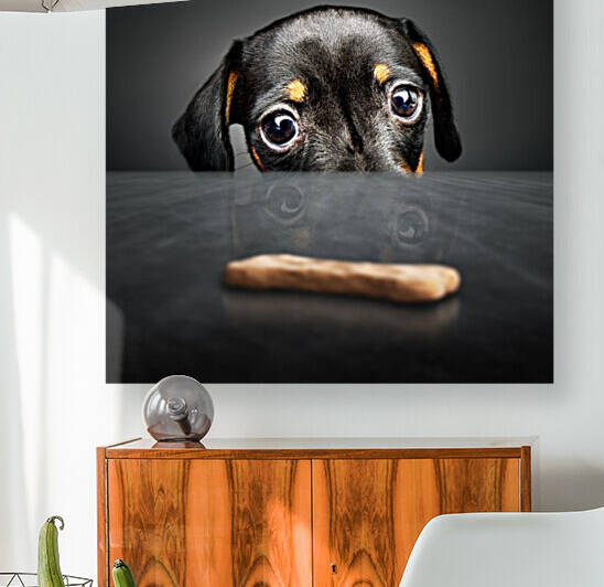 Puppy longing for a treat by Johan Swanepoel