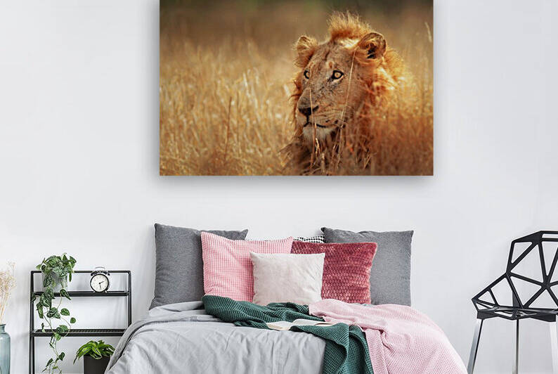 Lion in grassland by Johan Swanepoel