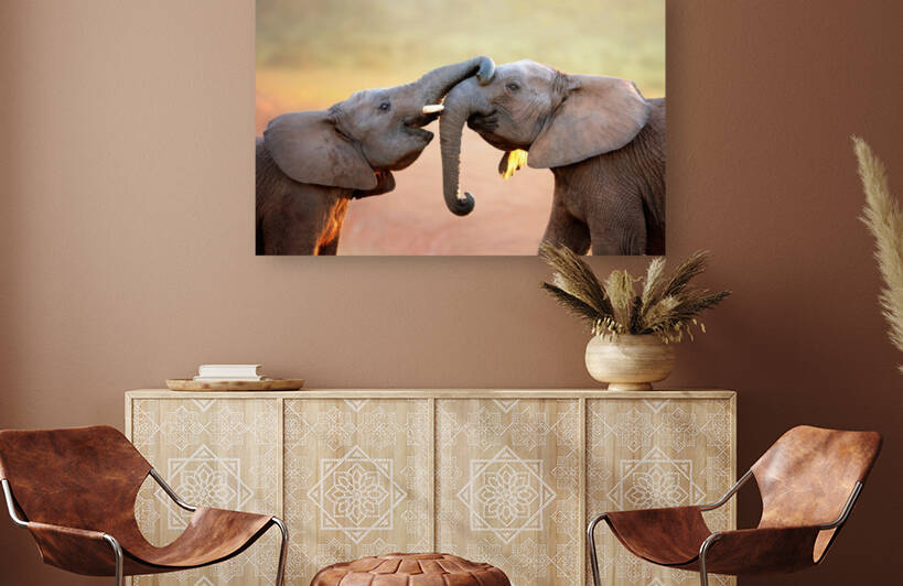 Elephants touching each other gently (greeting) by Johan Swanepoel