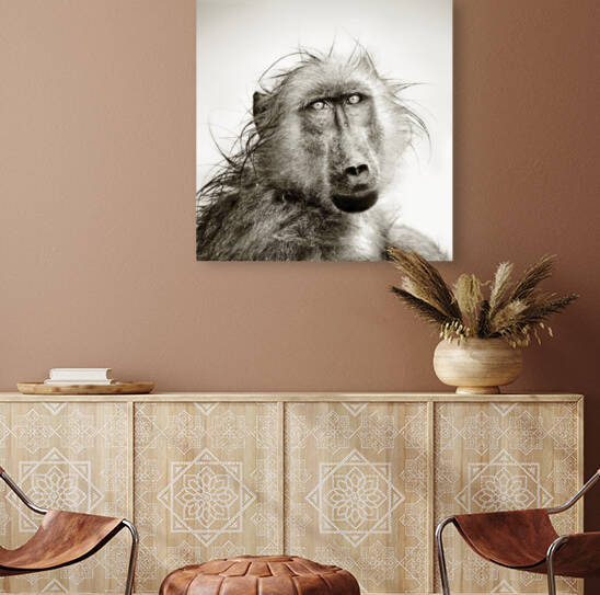 Wet Baboon portrait by Johan Swanepoel