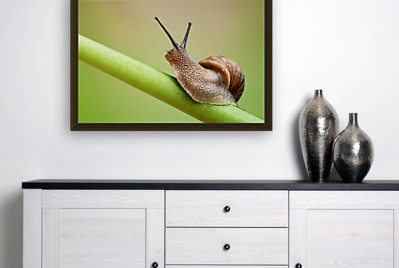 Snail on green stem by Johan Swanepoel