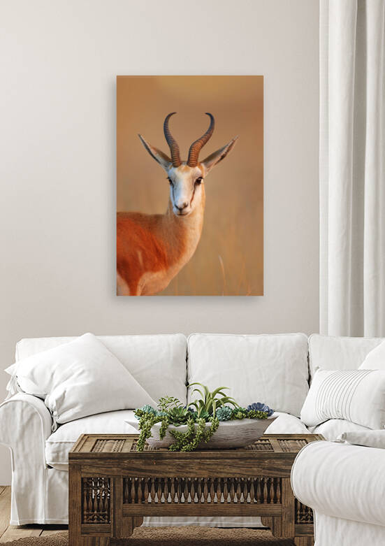 Springbok  portrait by Johan Swanepoel