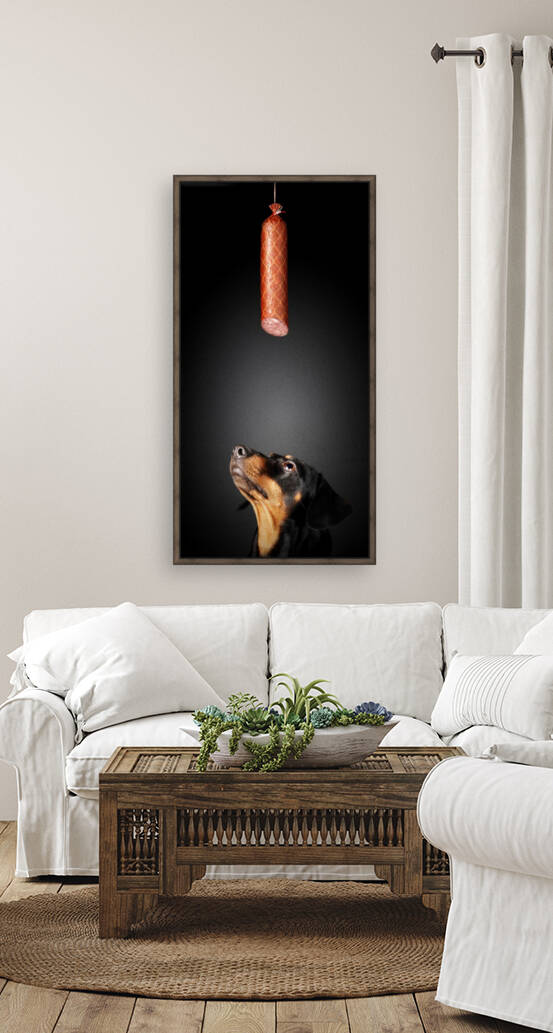 Dachshund looking up at salami by Johan Swanepoel