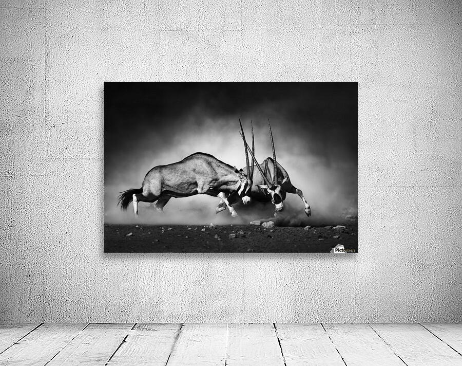 Gemsbok fight Wall Preview