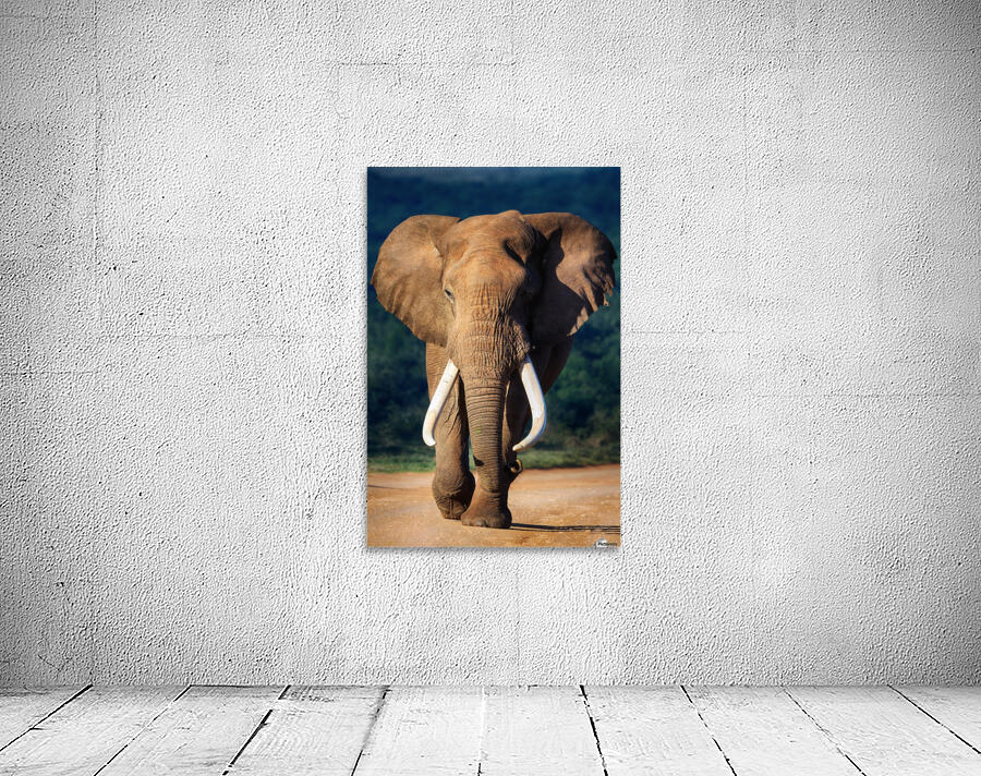 Elephant approaching Wall Preview