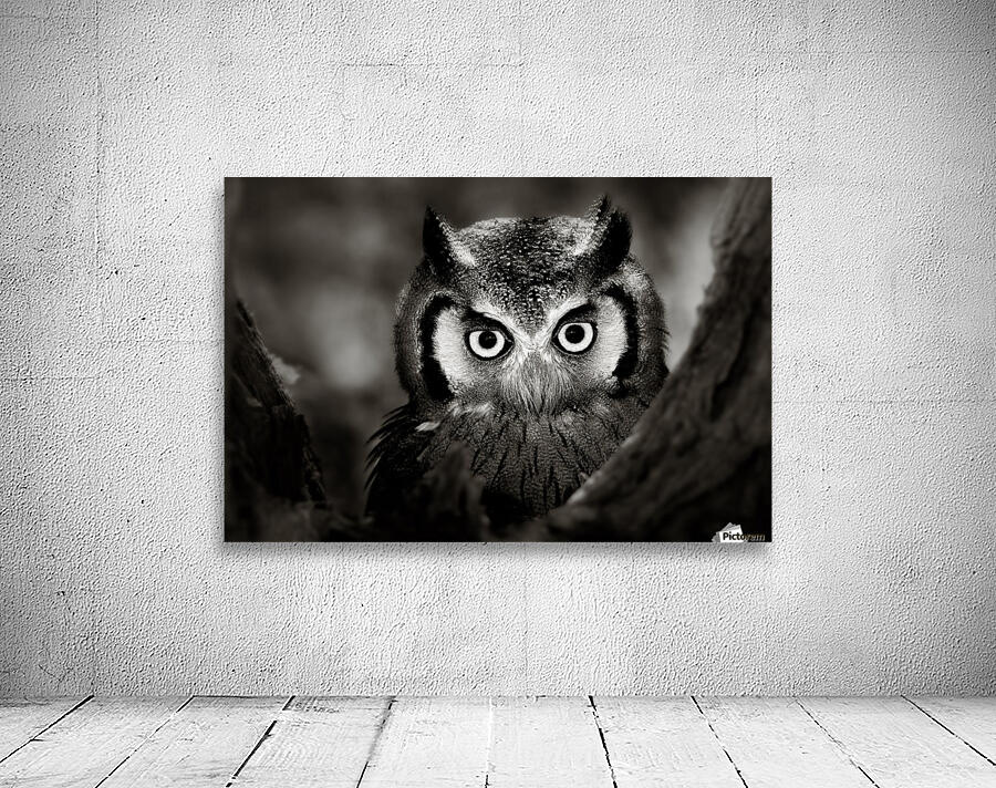 Whitefaced Owl close-up Wall Preview
