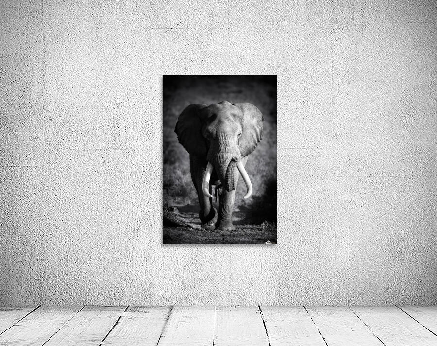 Elephant Bull Wall Preview