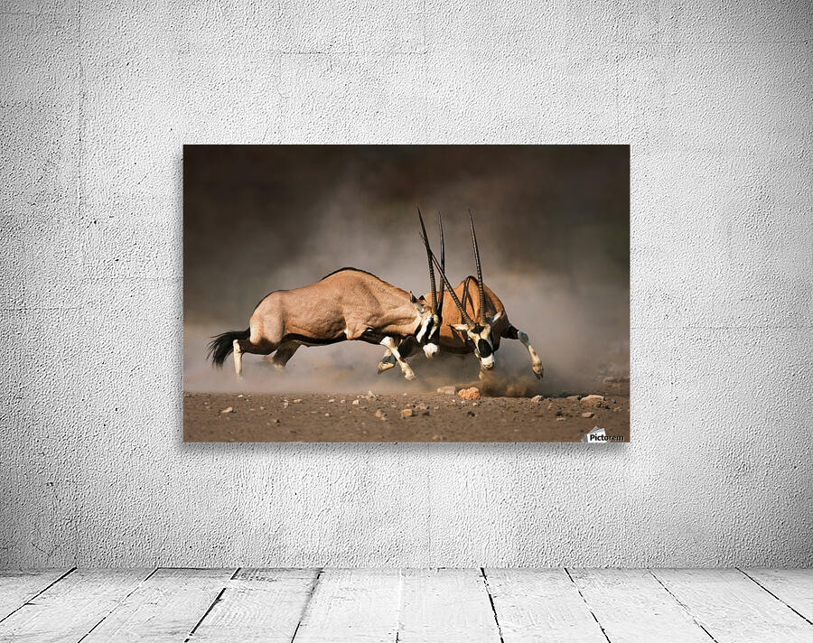 Gemsbok fight Wall Preview