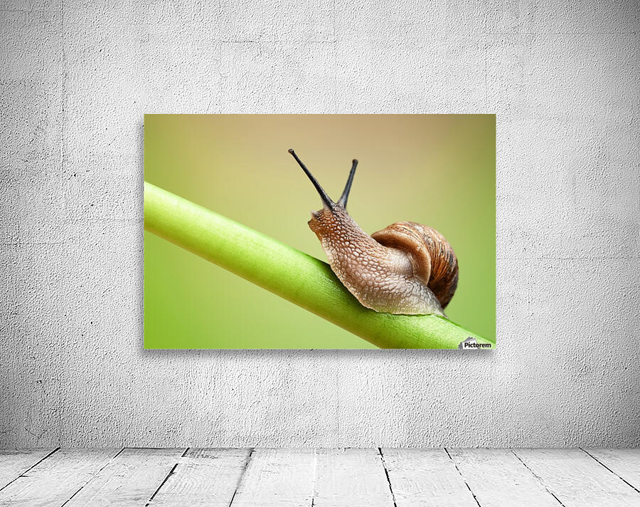 Snail on green stem Wall Preview