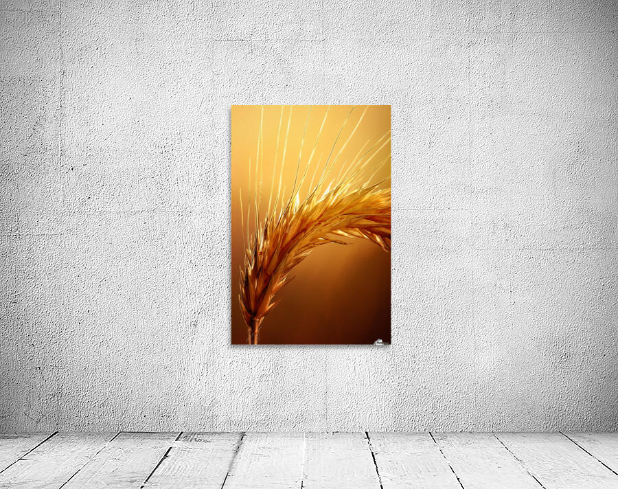 Wheat macro Wall Preview