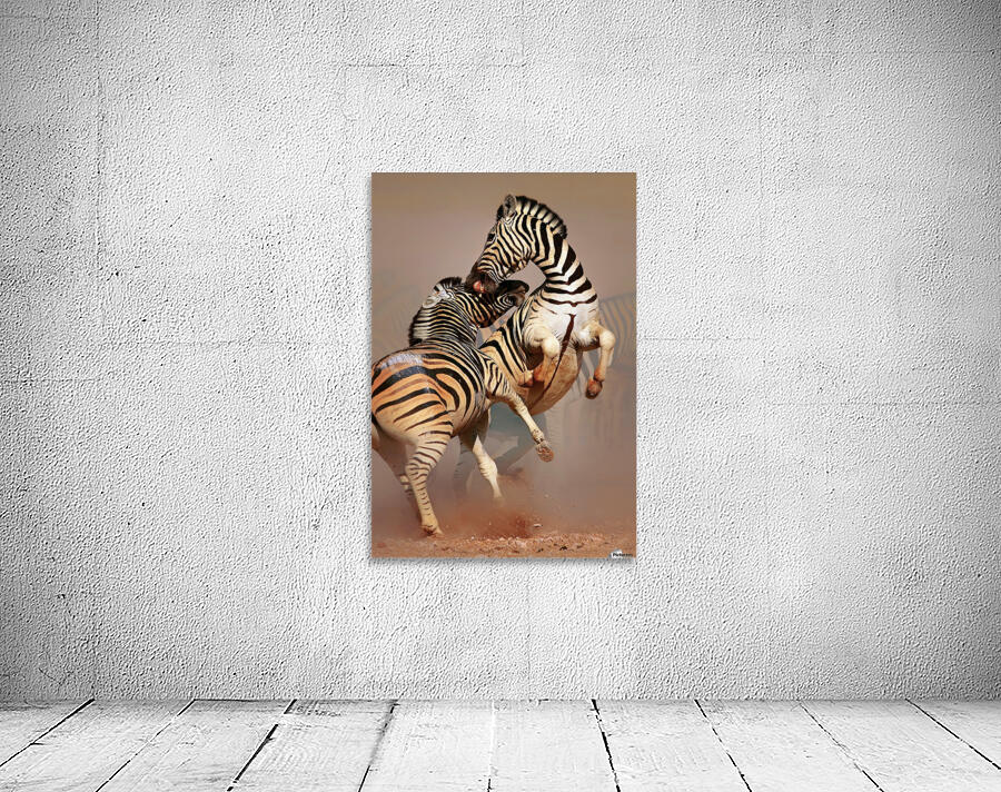 Zebras fighting Wall Preview