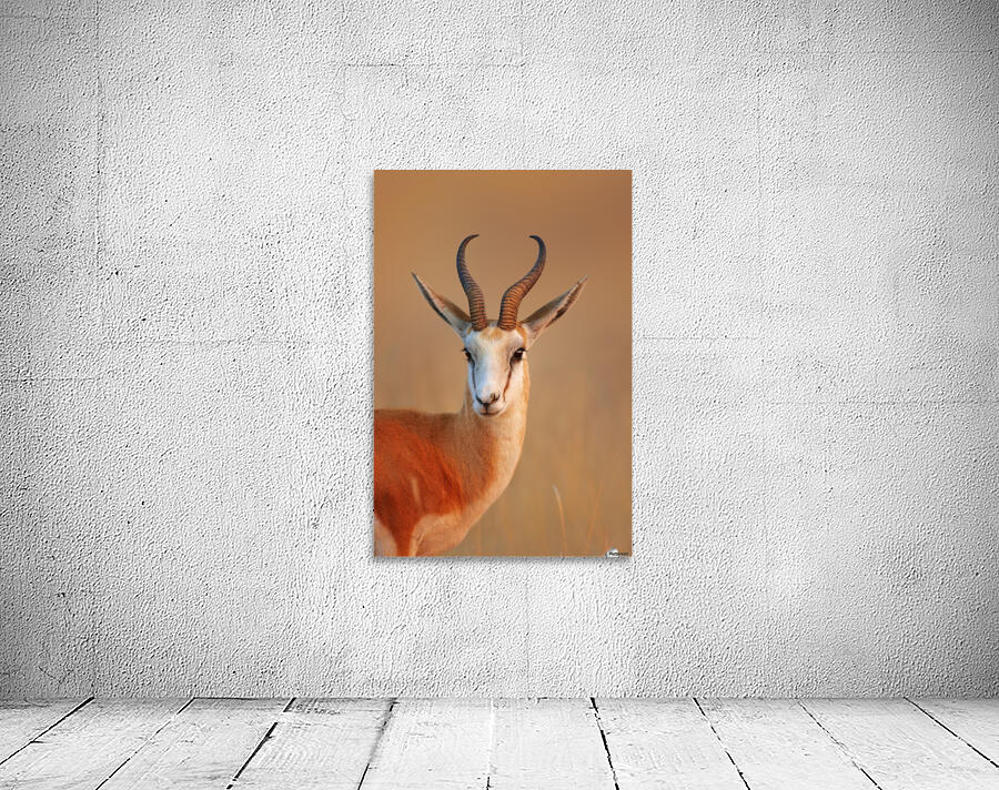 Springbok  portrait Wall Preview