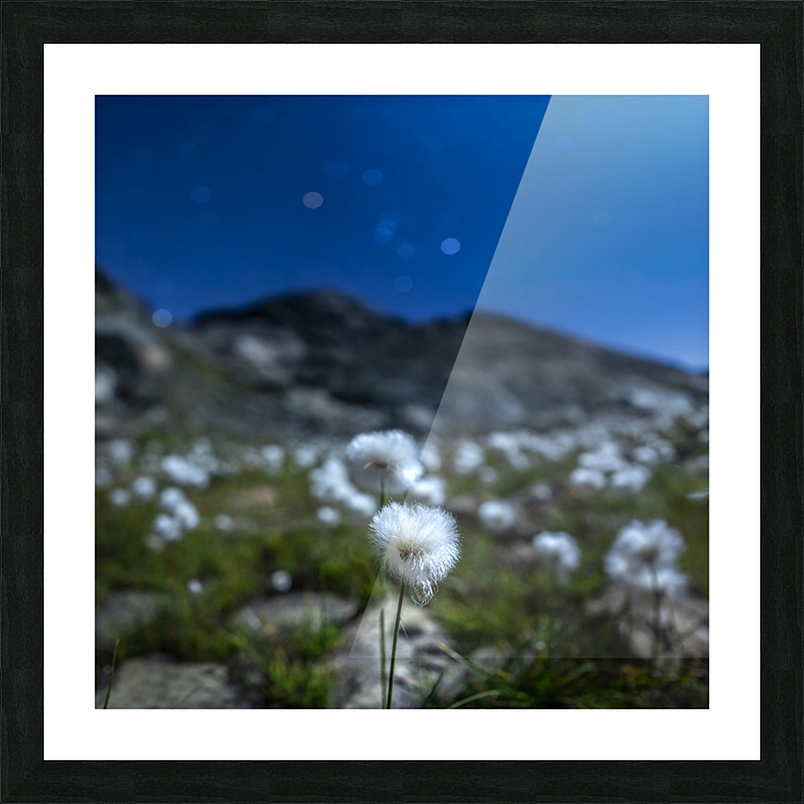 Starry Linaigrette Picture Frame print