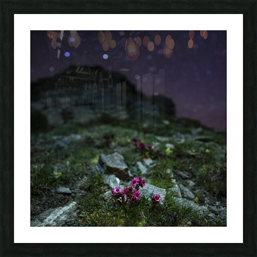 Starry Joubarbe Picture Frame print