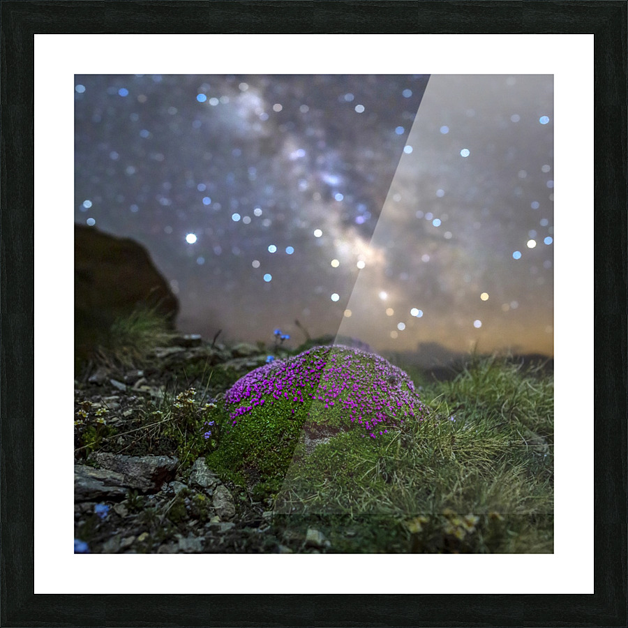 Starry Silene Picture Frame print