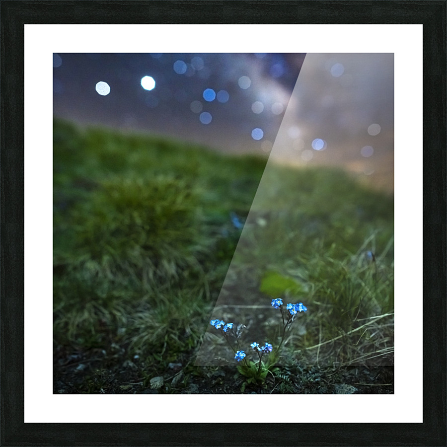 Starry Myosotis Picture Frame print