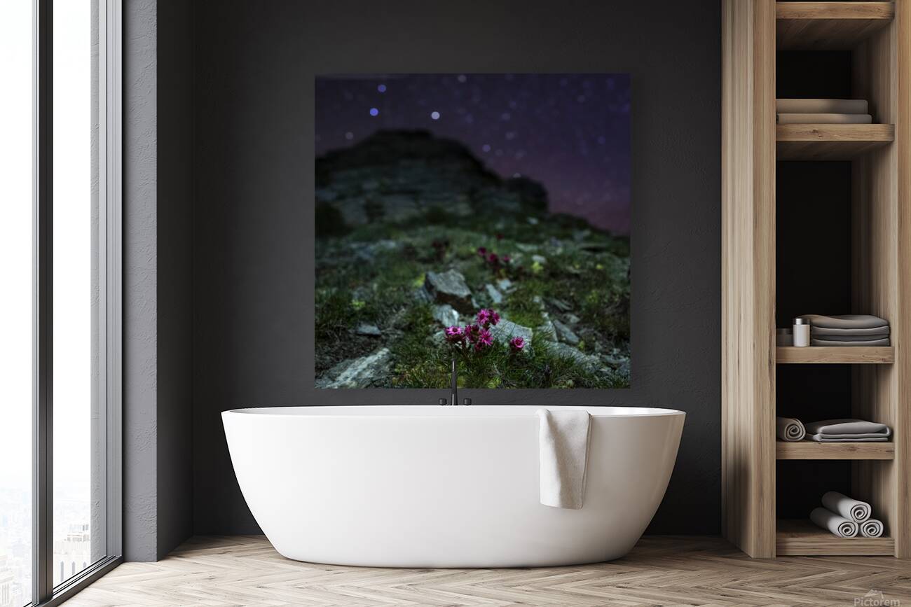 Starry Joubarbe Reproduction