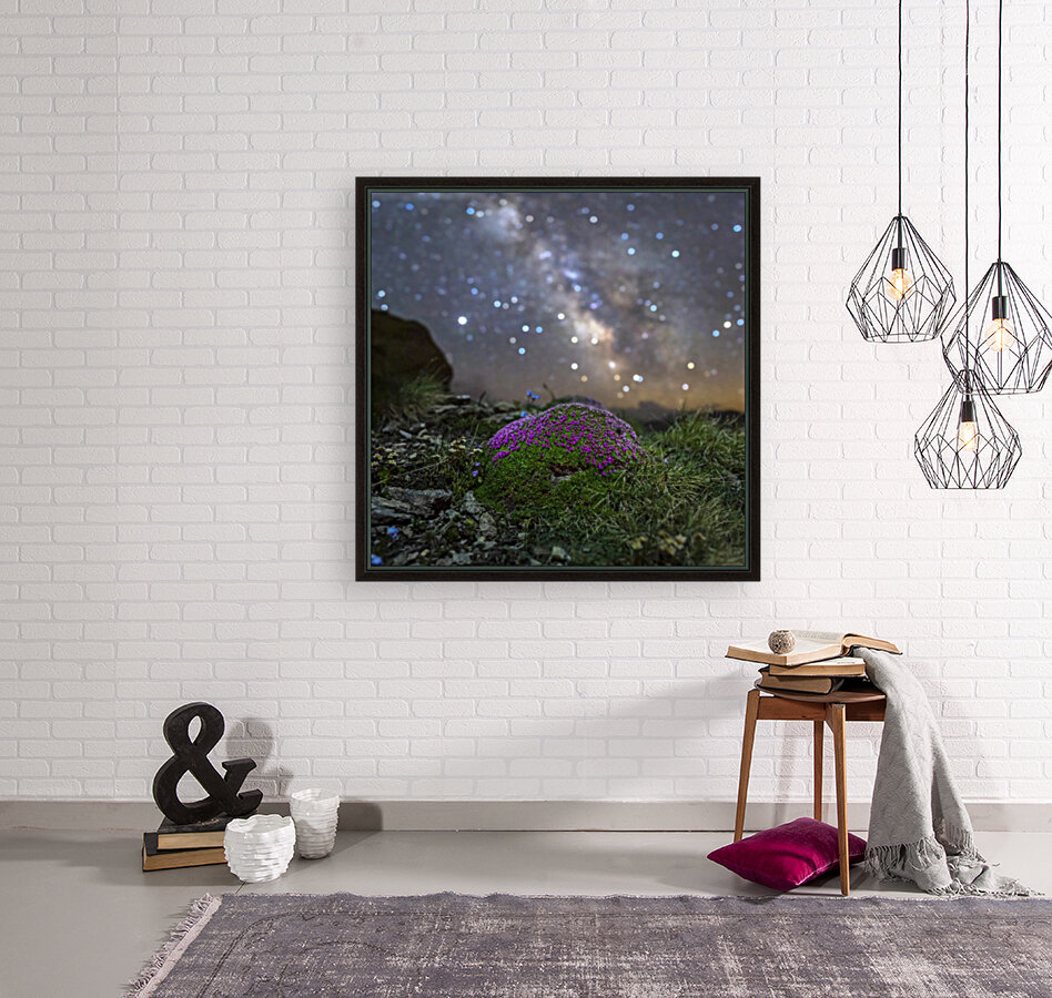 Starry Silene Reproduction
