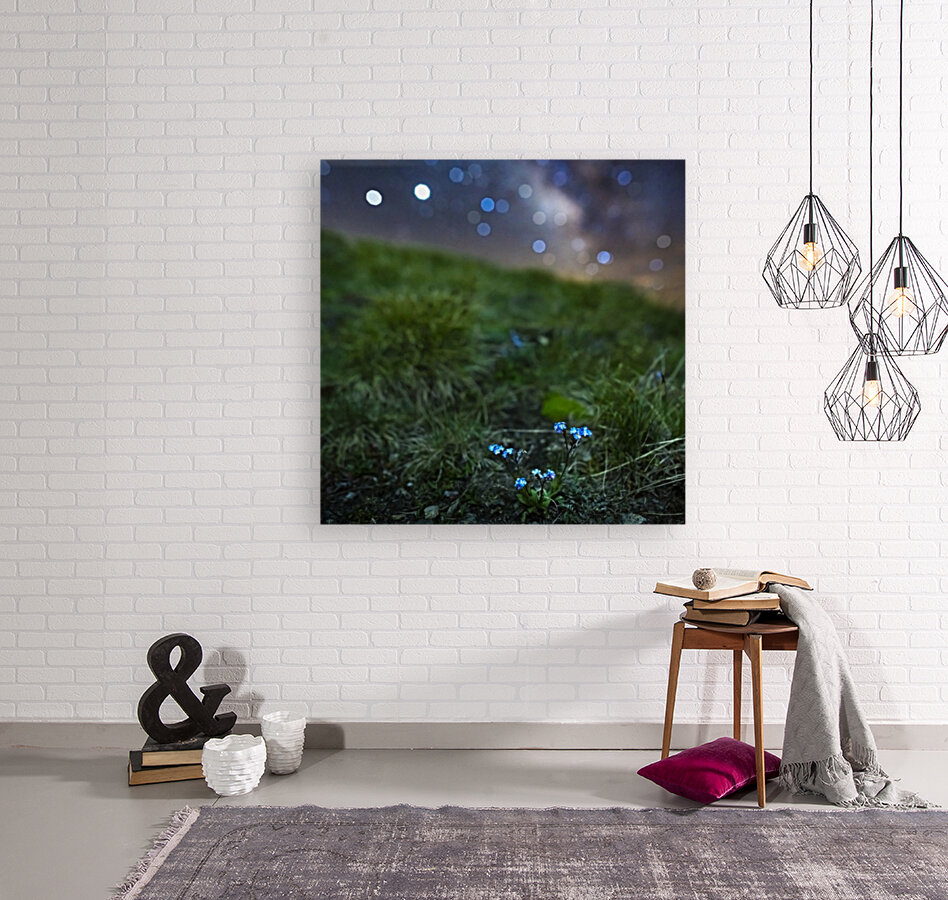 Starry Myosotis Reproduction