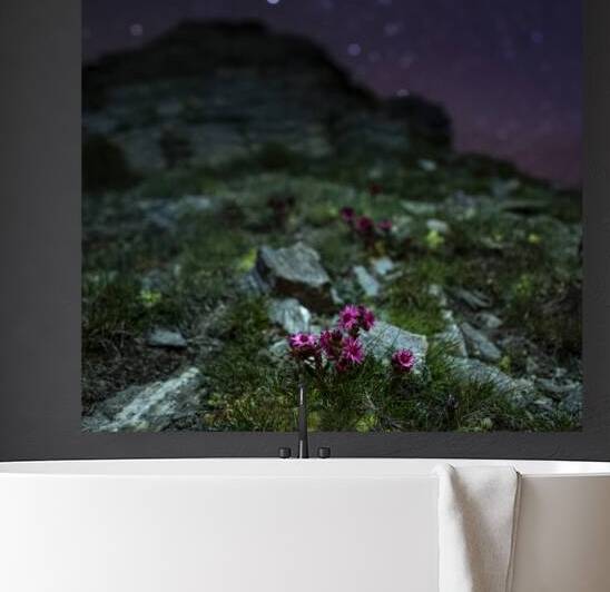 Starry Joubarbe by Jeff Graphy