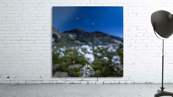 Starry Linaigrette Wall Preview