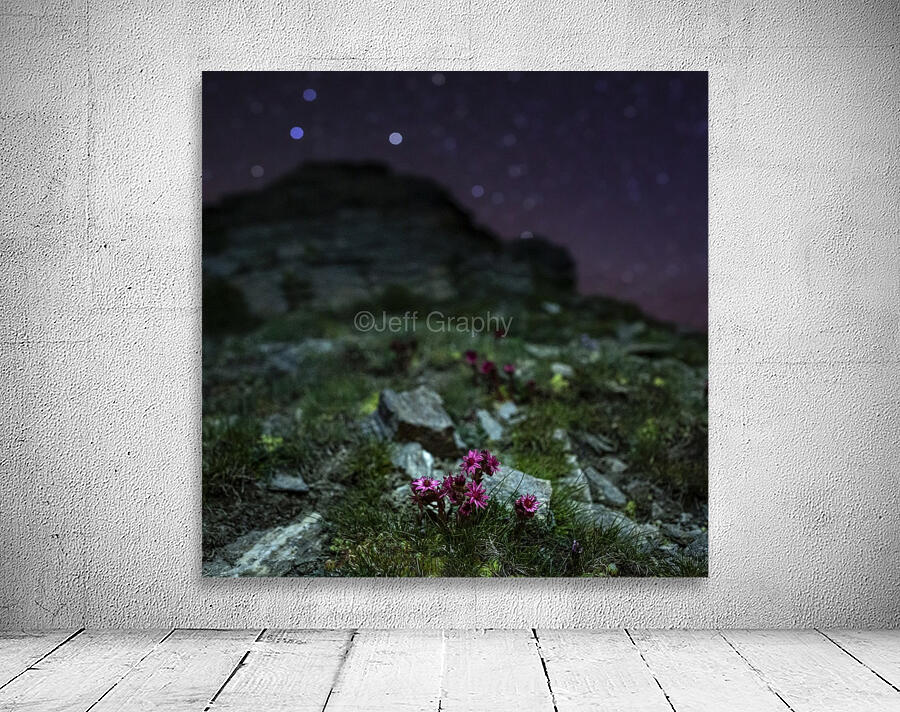 Starry Joubarbe Wall Preview