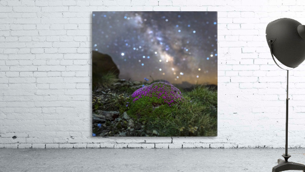 Starry Silene Wall Preview