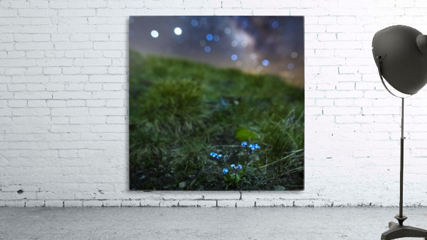 Starry Myosotis Wall Preview