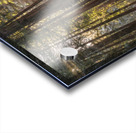 Muir woods Acrylic print