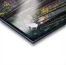 Muir woods Acrylic print