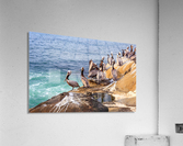Pelicans 2 Acrylic Print