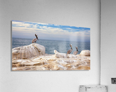Pelicans 1 Acrylic Print