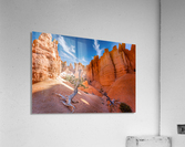Lone tree at Bryce Acrylic Print