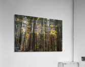 Muir woods Acrylic Print