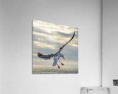 Seagull in the wind Acrylic Print