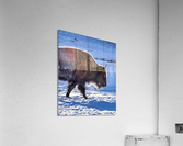 Zion Bison Acrylic Print