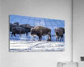 Zion bisons Acrylic Print