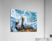 Pelicans Acrylic Print