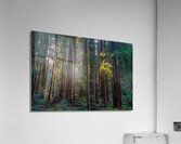 Muir woods Acrylic Print