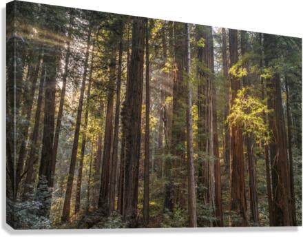 Muir woods Canvas Print